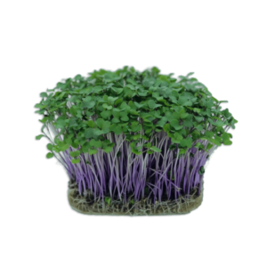 Colinabo morado
